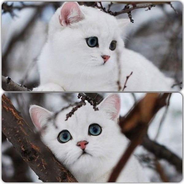 ❤๖ۣۣۜnẫğłǻyǻ ๖ۣۣۜcǻť ❤