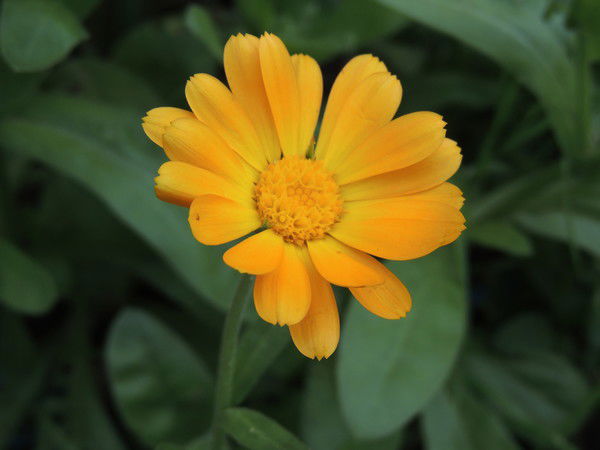 Наталья Осипова