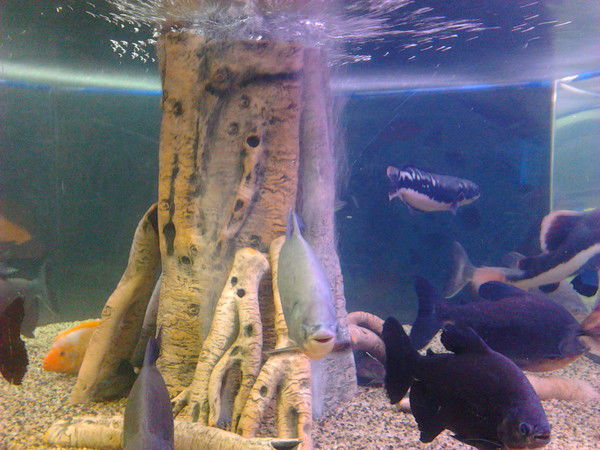 Ильмира ********