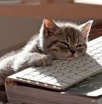 Макс Осокин