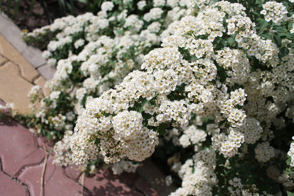 Элина Ельникова