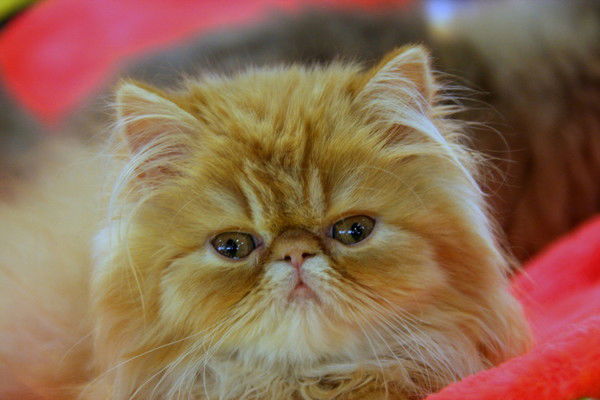 Кравченко Юлия