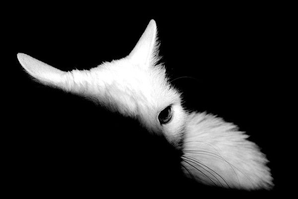 Екатерина Федюкина