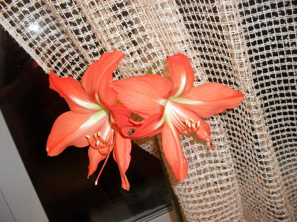 Залифа Тухватуллина