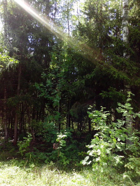 Елена %%%%%%%%%