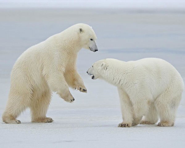 Надежда Разумович