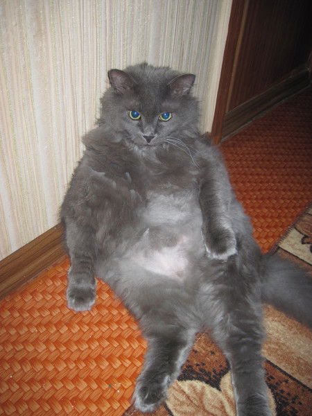 Сергей Стародуб