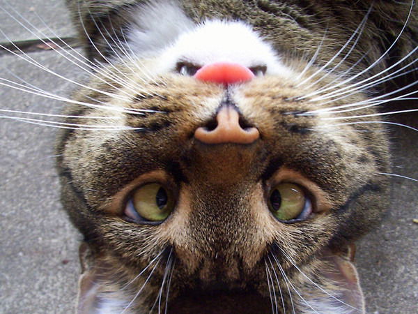 Инэсса Дмитриева