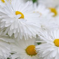 Альбина Стаценко