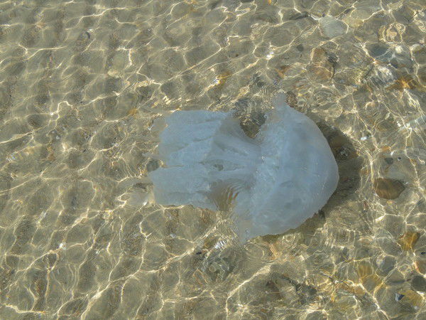 Сергей Суходолов