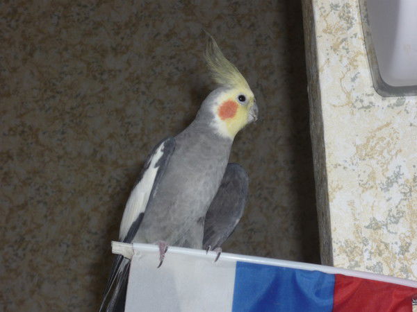 Наташа Лифарь