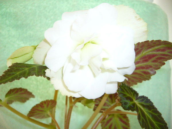 Александр Куренков