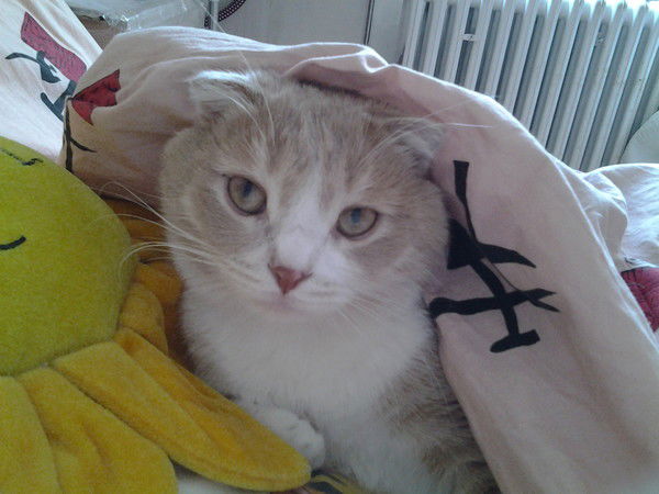 Лидер Лидер