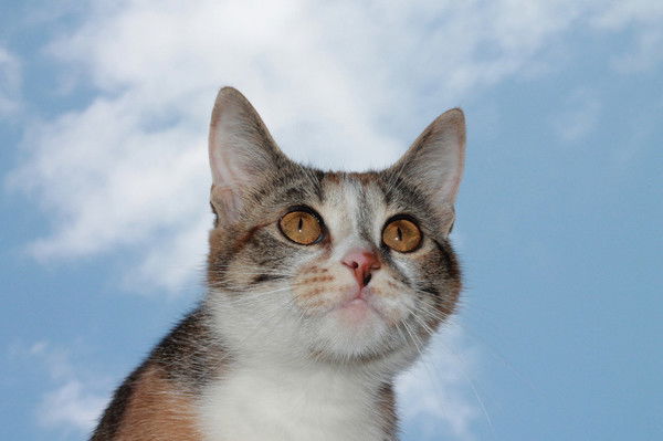 Анна Кафтаева