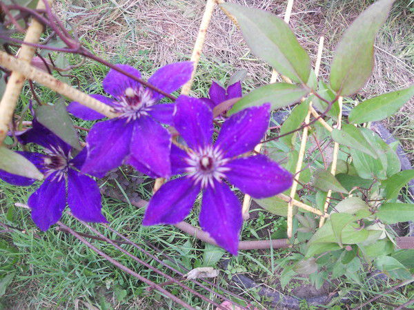 Инга Климова