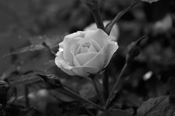 Верочка Викторовна