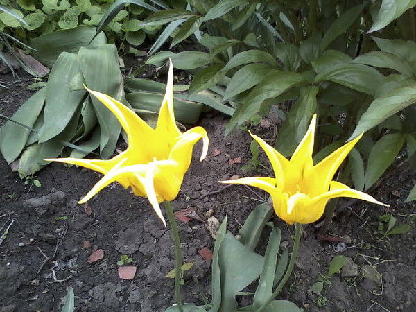 Елена Кучинская