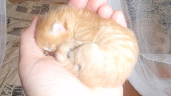 Галина Галковская