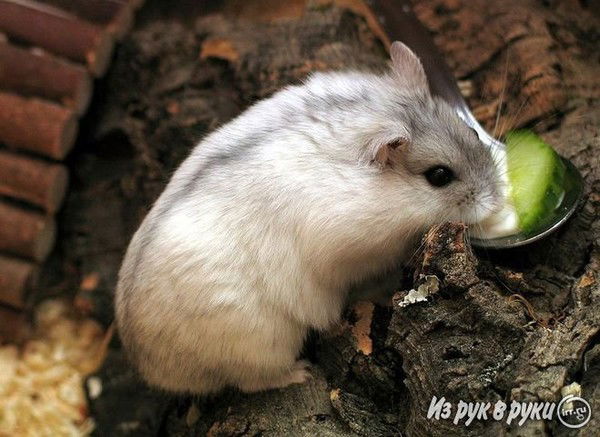 Марта Антонова