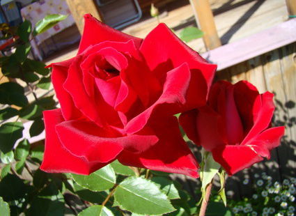 Алмагуль Карабаева