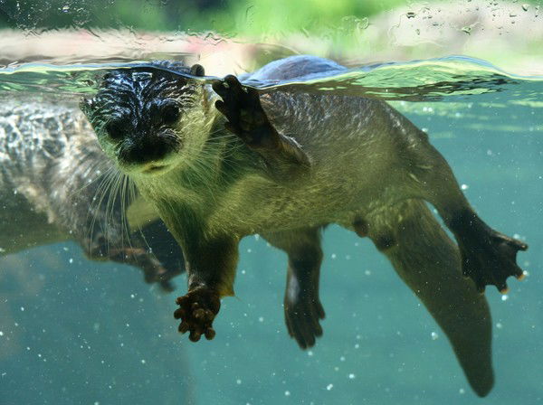 Баргузин Сарма