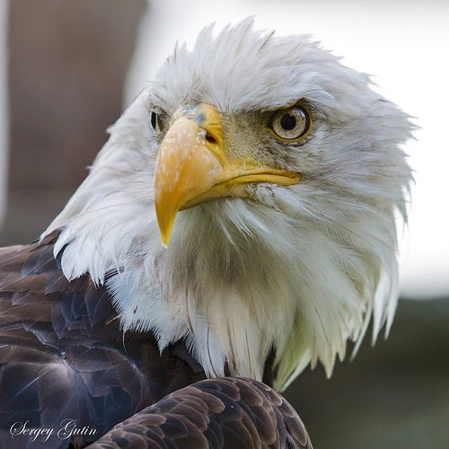 Олександр Бурдейний