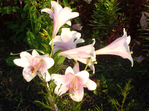 Татьяна Мамкина