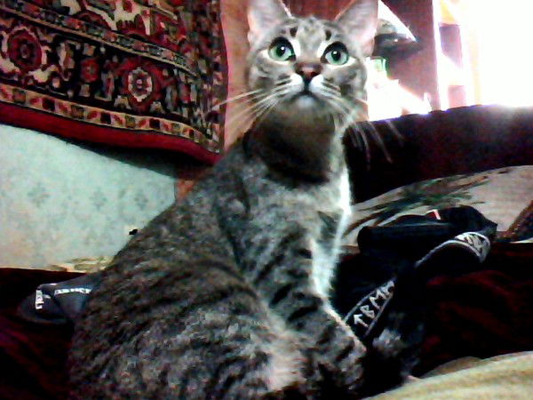 Ирина Сапожникова