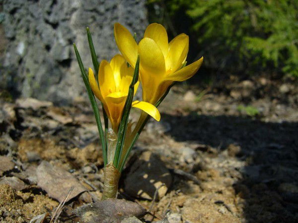 Жанар Аманкожаева