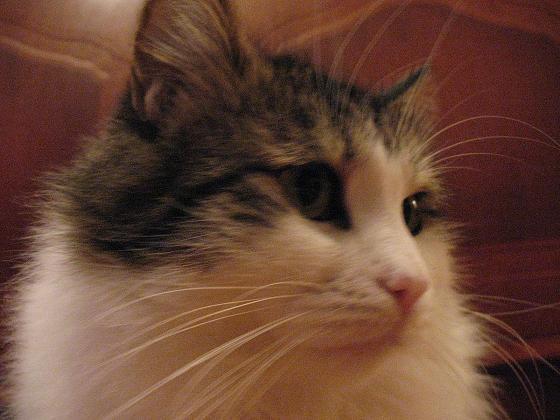 Арсений Александров