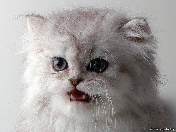 Надежда Малихова