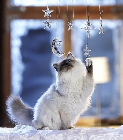 Виктория Гренц