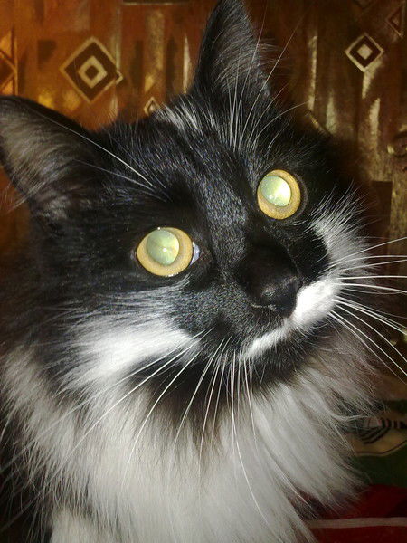 Виктория Пригожая