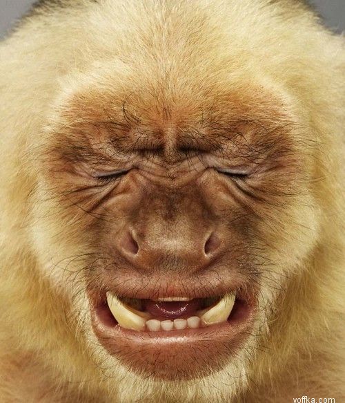 Фёдор Сеничкин