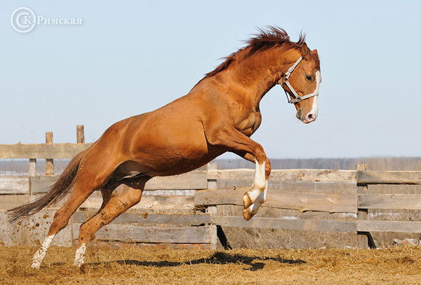 Каныбек Ашимов