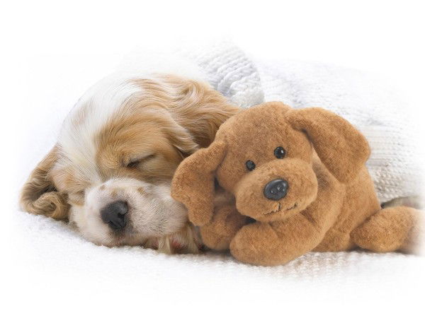 Ксения Новикова