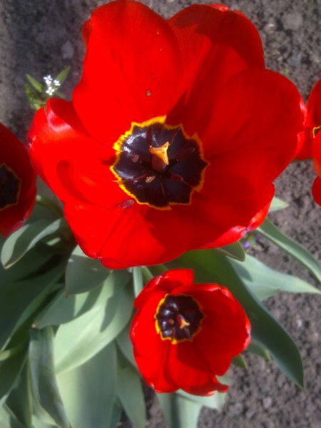 Надежда Стоянова