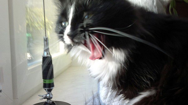 Илья Румянцев