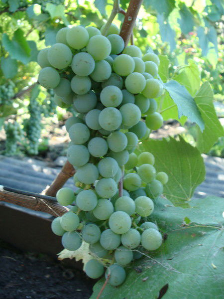 Владимир Акимов