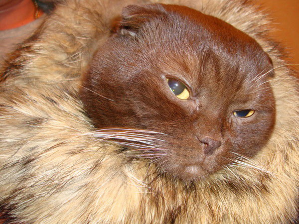 Татьяна Баркалова