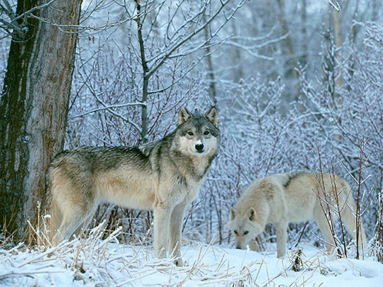 Куандык Мухамедьяров