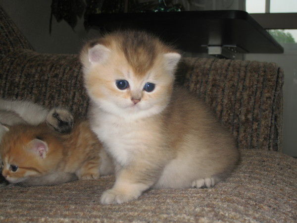 Елена Перетолчина