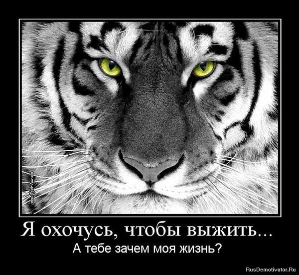 Незнакомка Я