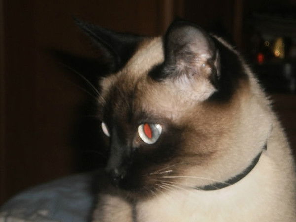 Елена Александровна