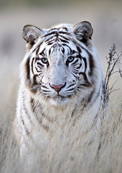 Олег Гордеев