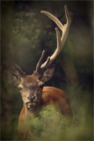 Галя Николаева