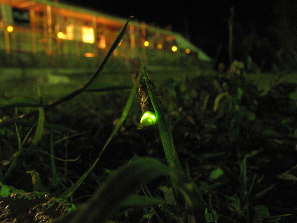 Светлана Толпеко