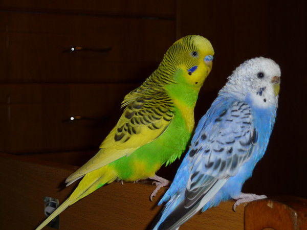 Валерий Карпов