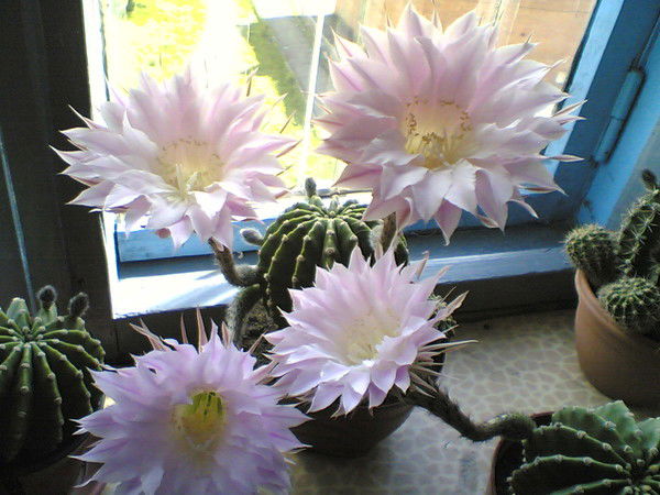 Валюша Гаврилова