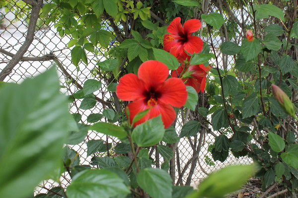 Ольга Каракай